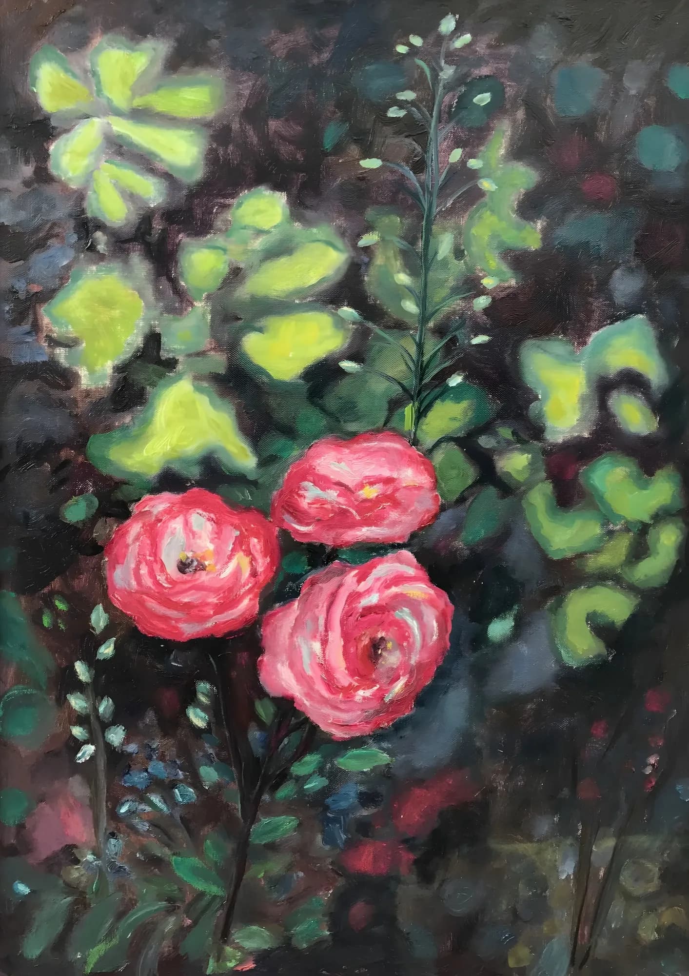 Les roses bicolores